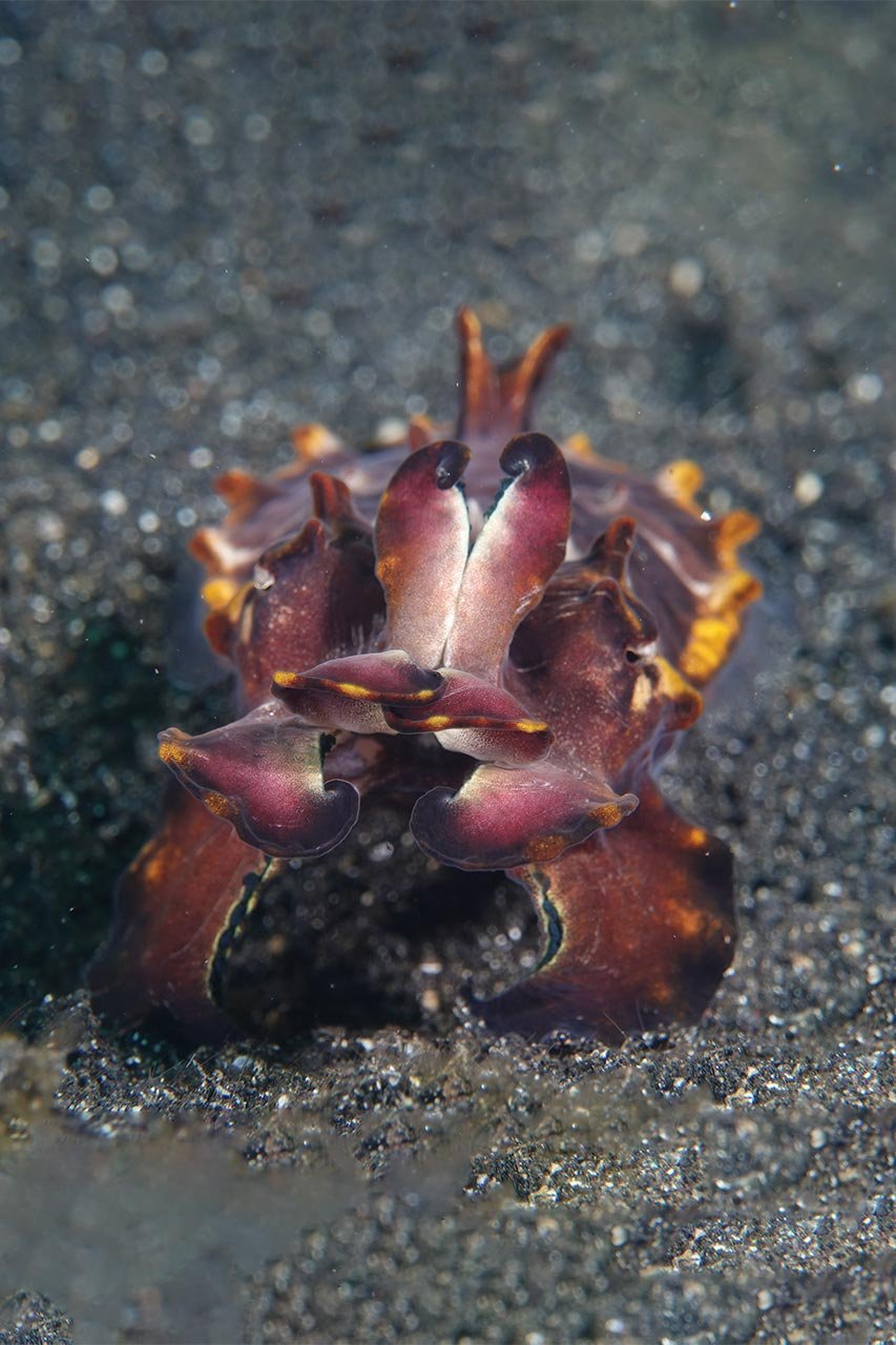 cuttlefish-lembeh