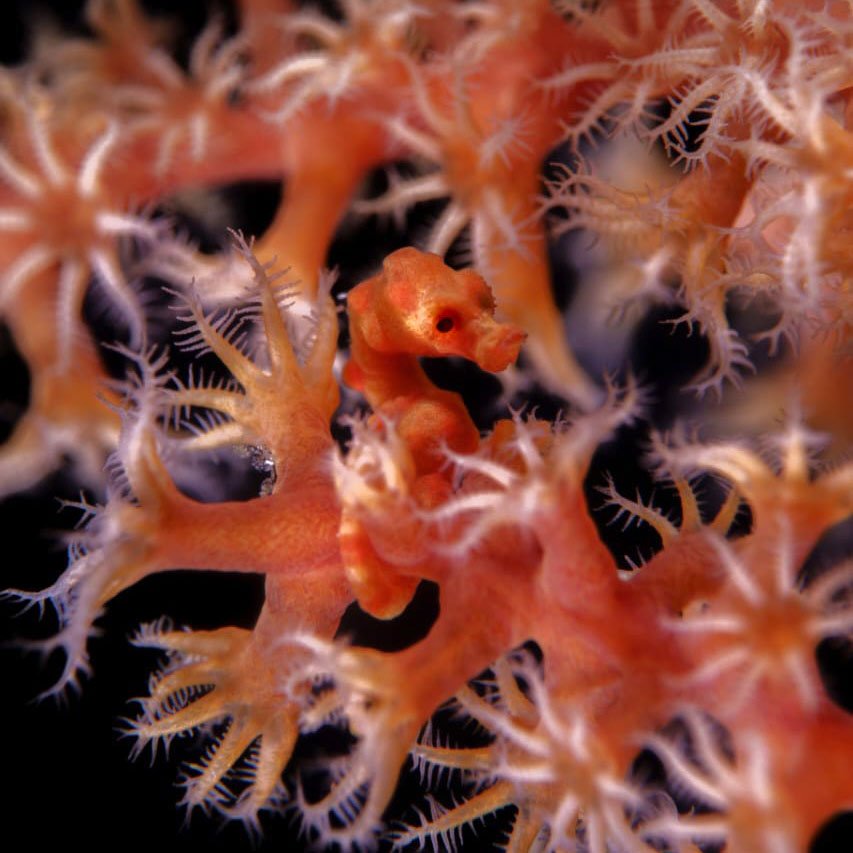 lembeh-diving-critter