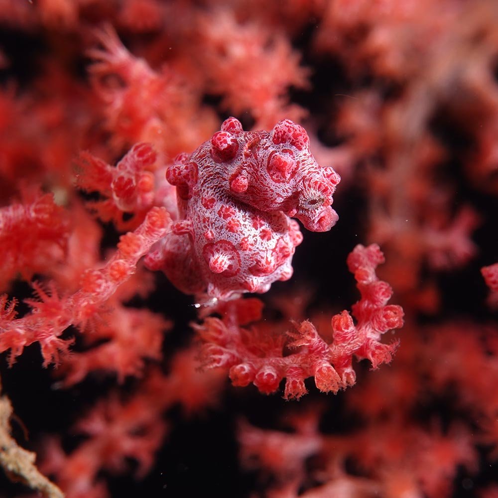 Pygmy Seahorse, Joe Diving Lembeh