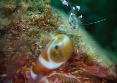 Lembeh Underwater Critter
