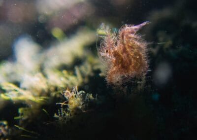 Lembeh Underwater Critter