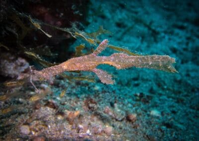 Lembeh Underwater Critter