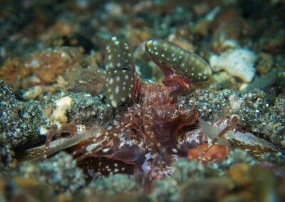 Lembeh Underwater Critter