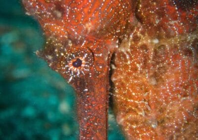 Lembeh Underwater Critter