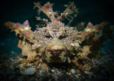 Lembeh Underwater Critter