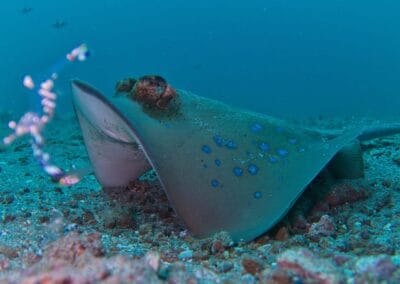 Lembeh Underwater Critter