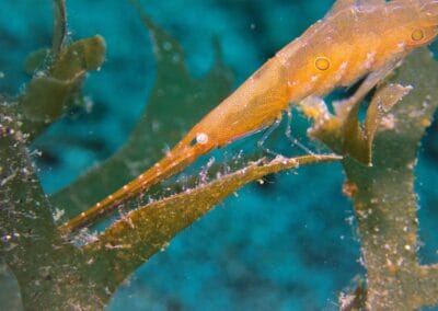 Lembeh Underwater Critter