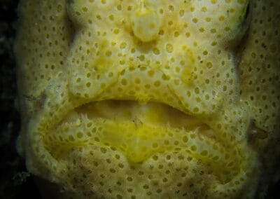 Lembeh Underwater Critter