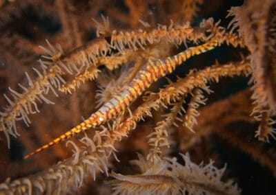 Lembeh Underwater Critter