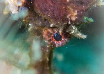 Lembeh Underwater Critter