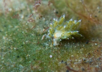 Lembeh Underwater Critter